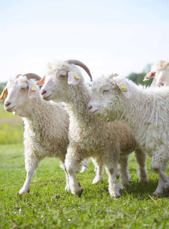 Chèvres Angora